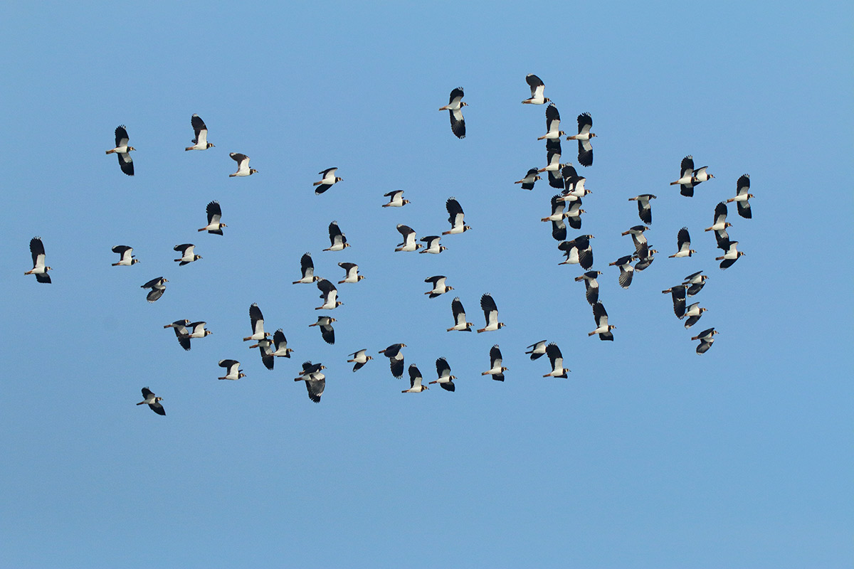 Ad ali spiegate, il sogno di Icaro.